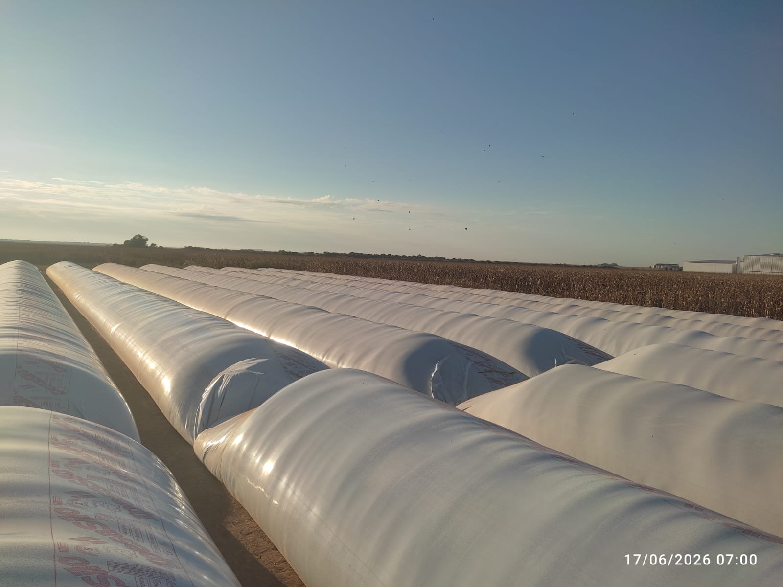 Fileiras de silos-bolsa organizados em área agrícola