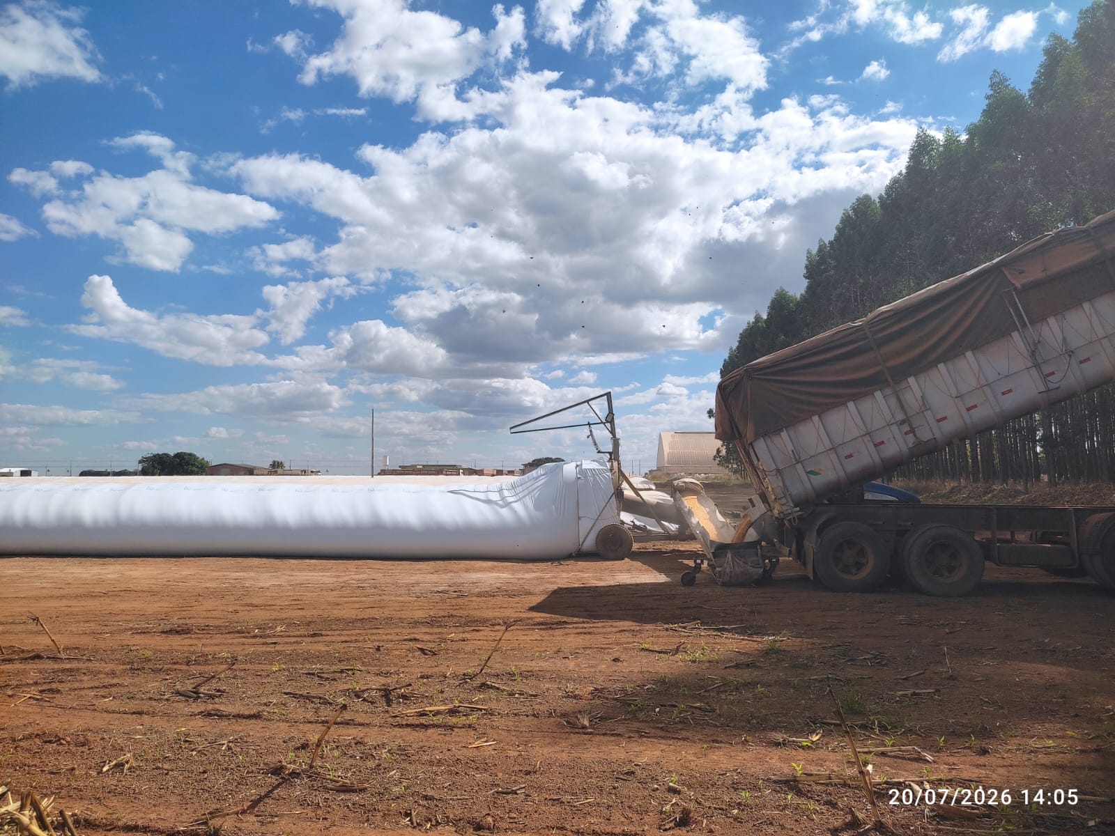 Caminhão basculante descarregando grãos em embolsadora junto a silo-bolsa